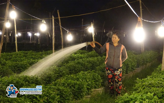 Lắp đặt đèn led cho các hộ kinh doanh trồng hoa